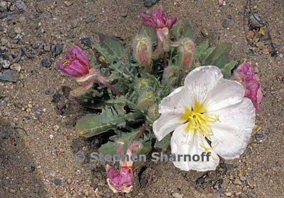 oenothera caespitosa ssp marginata 2 graphic